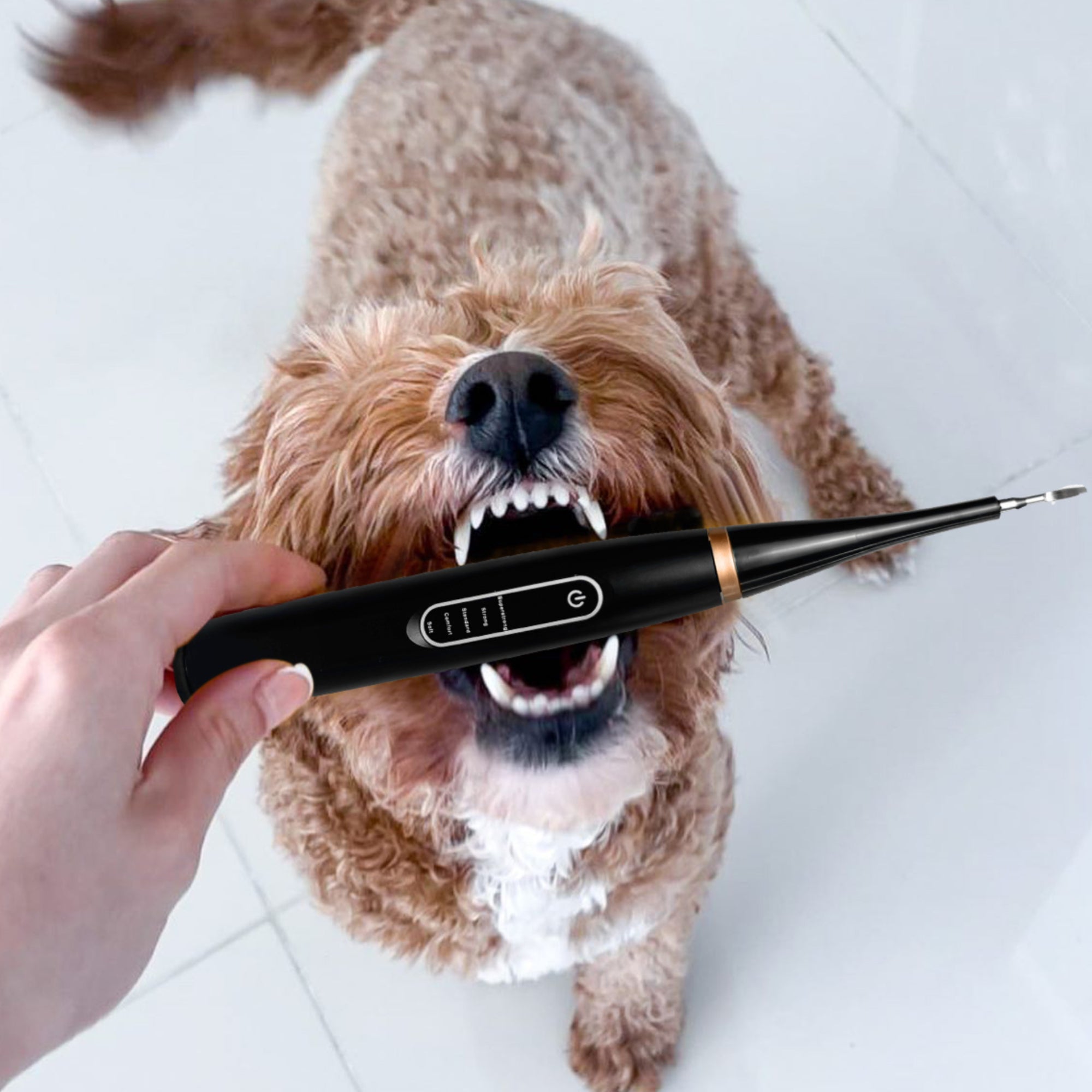 Canident - Dental Scaler for dogs